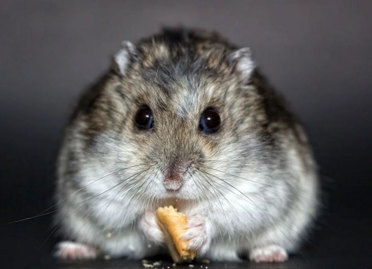 Эксперимент на хомяках показал эффективность нового способа лечения коронавируса хомяк