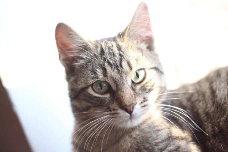 Специалисты перечислили неожиданные преимущества для владельцев кошек кот