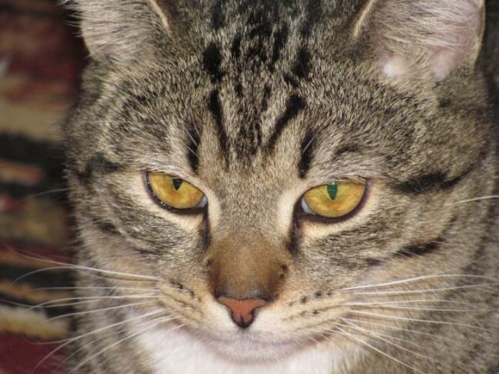 Ученые: кошки мяукают специально для человека кот