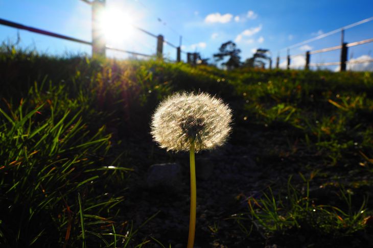 Вспышка коронавируса зафиксирована среди украинских сектантов-амишей Секта