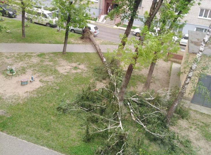 Валит деревья и срывает вывески. Сильный ветер продолжает бушевать в Беларуси 