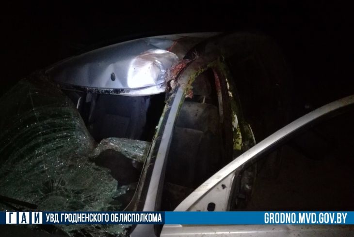 Лось стал причиной ДТП на границе Островецкого и Ошмянского районов: пострадала женщина авария