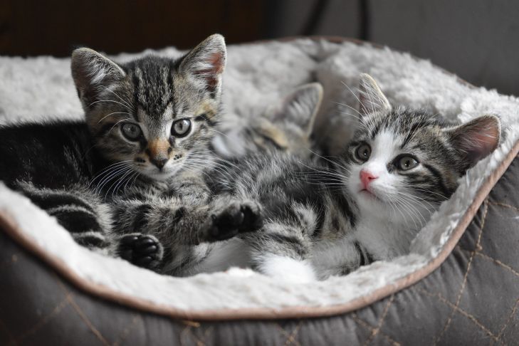 Почему домашние кошки агрессивны и как приручить дикого котенка? Объясняет  эксперт: новости, животные, собаки, кошки, воспитание, дом, питание,  домашние животные