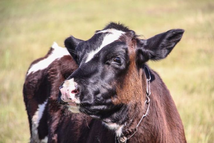 Под Гомелем сотрудники МЧС спасли корову, провалившуюся в колодец корова