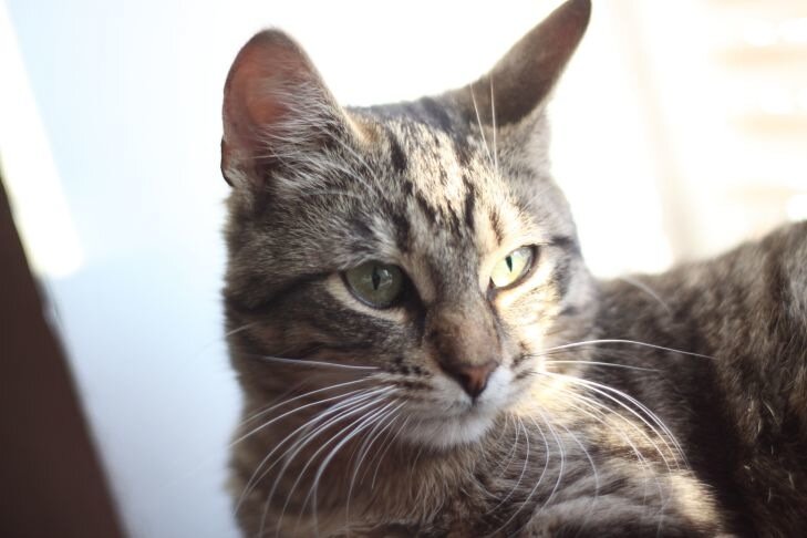 Ученые выявили неожиданную опасность кошек для человека в условиях пандемии COVID-19 кот