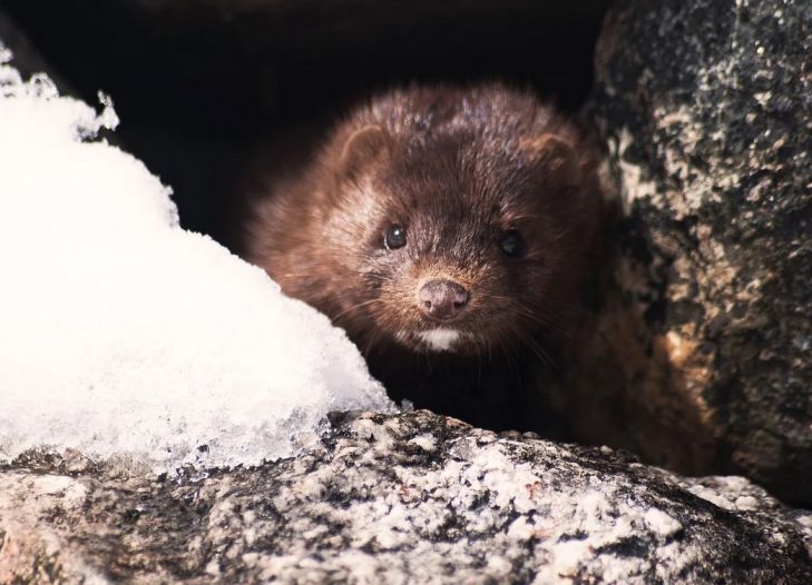 Названы животные, которые стали новыми переносчиками COVID-19 норка