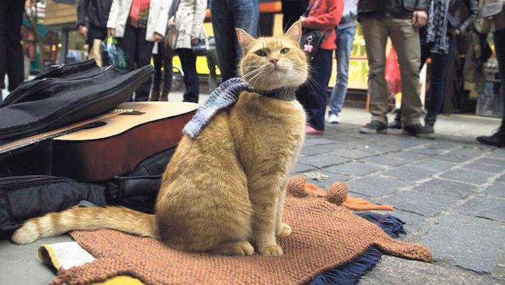 Познакомился с тысячами людей и повлиял на миллионы: В Британии умер известный уличный кот Боб