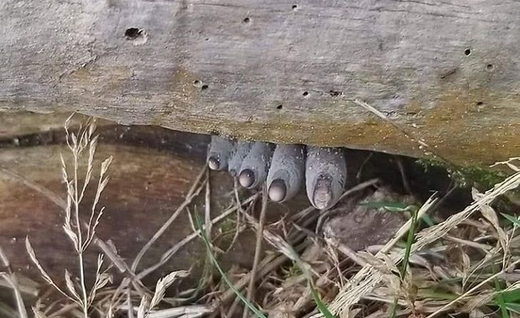 Странная лапа в лесу напугала пользователей сети, но правда оказалась невероятной Странная лапа в лесу напугала пользователей сети, но правда оказалась невероятной