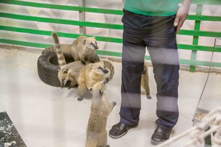 Работа Беларуси. Вот чем занимаются звероводы и вот сколько за это им платят 