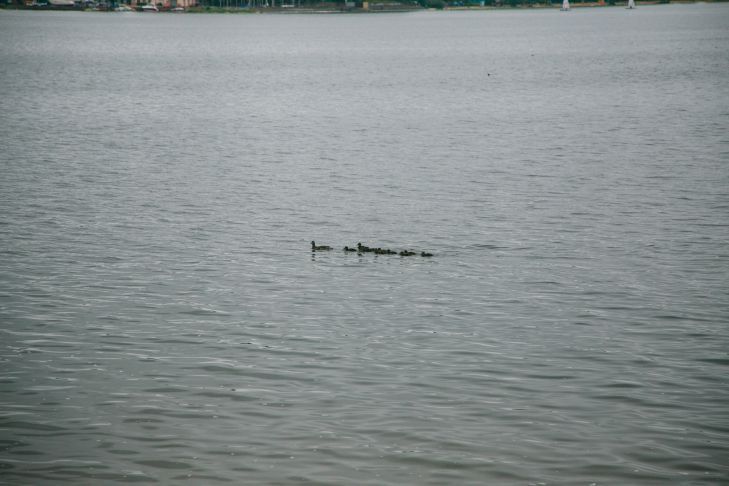 В Светлогорске женщина решила переплыть реку и попала в беду В Светлогорске женщина решила переплыть реку и попала в беду