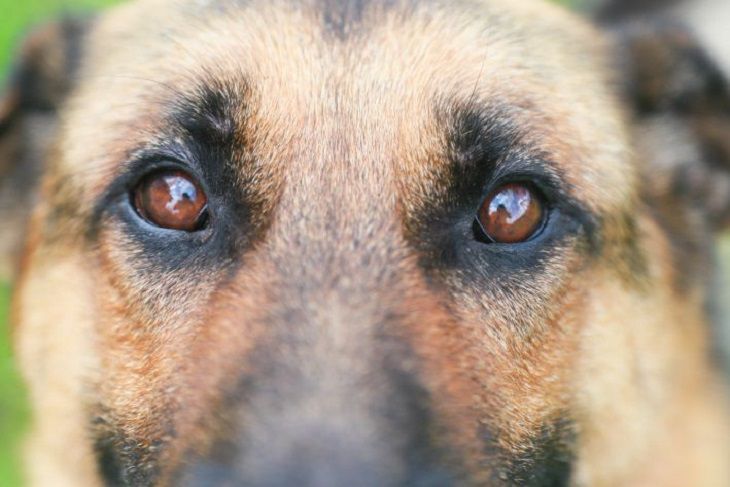 Вот как наказали хозяина собаки, напавшей на 8-летнюю девочку в Пинском районе