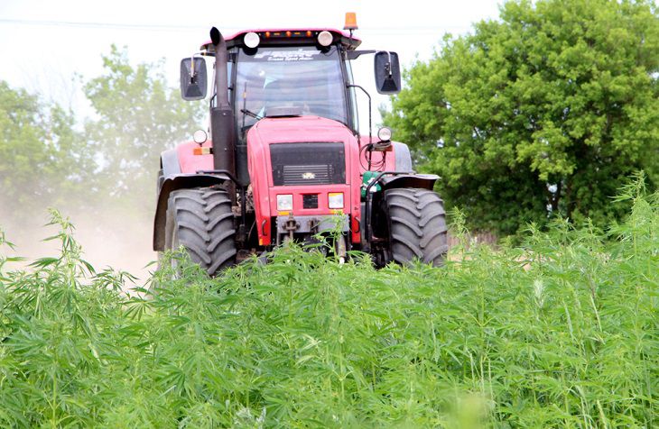 «Добивали косами и лопатами». Под Гомелем нашли плантацию конопли 