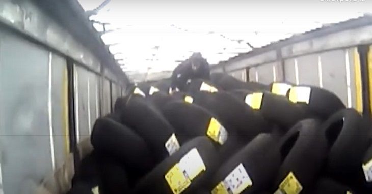 Прикинулся колесом. В фуре на границе с Польшей нашли афганца-нелегала