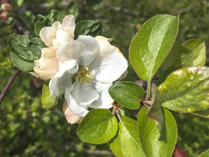 Как ухаживать за яблоней во время цветения