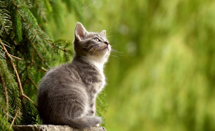 Эксперт назвал 6 запахов, которые ненавидят кошки