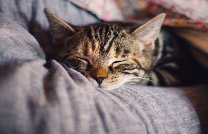 Почему кошка любит спать на человеке: вы сильно удивитесь