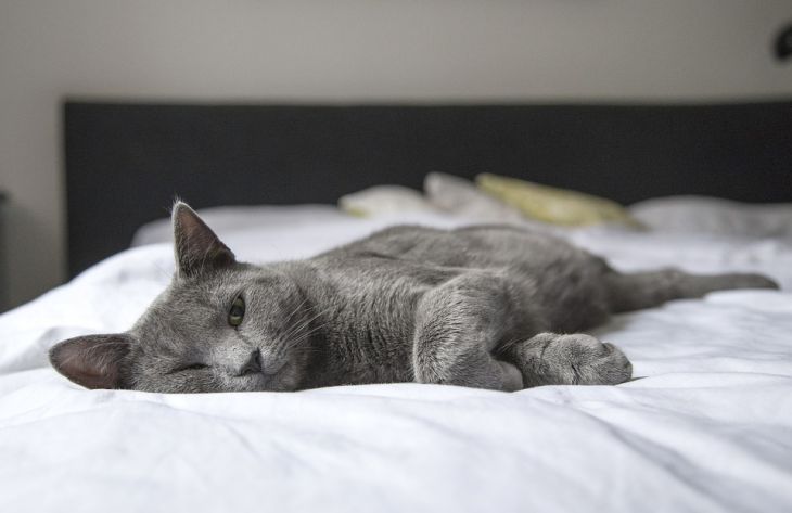 Почему люди любят заводить кошек: 5 самых популярных причин