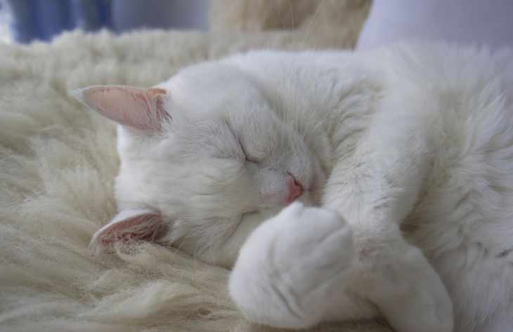 Что может рассказать о кошке поза, в которой она спит: вы сильно удивитесь