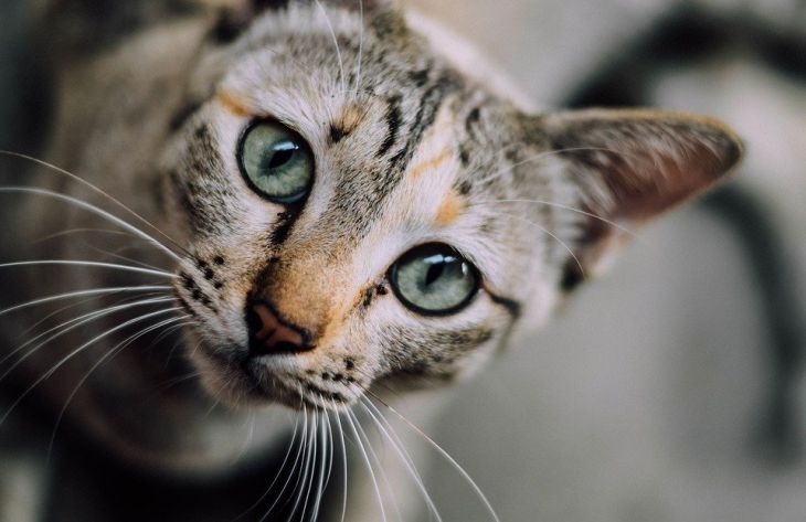 Ученые объяснили, как кошки выбирают себе хозяина