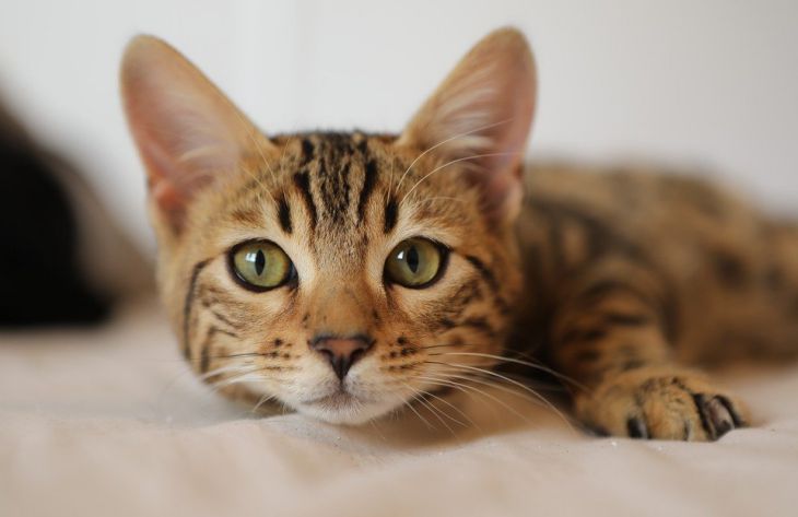 Эксперты объяснили, по каким причинам мурлыкают кошки
