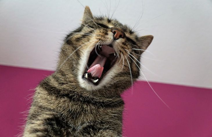 Почему кошка на вас злится: 3 возможные причины