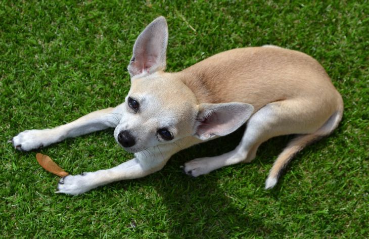 3 самые маленькие породы собак в мире