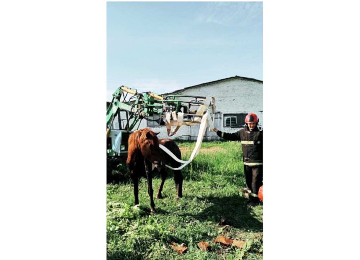 В Ушачском районе спасатели достали тонущую лошадь из колодца