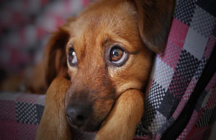 Почему собаки не любят обниматься: об этом мало кто знает