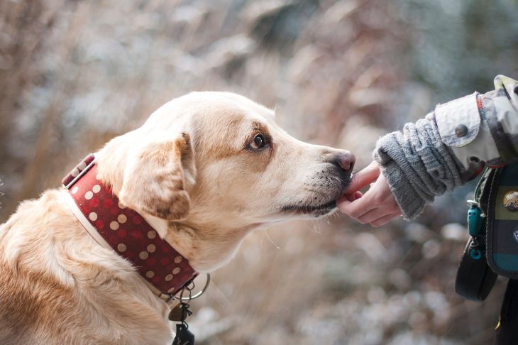 Кинологи опровергли информацию о том, что собаки могут диагностировать коронавирус