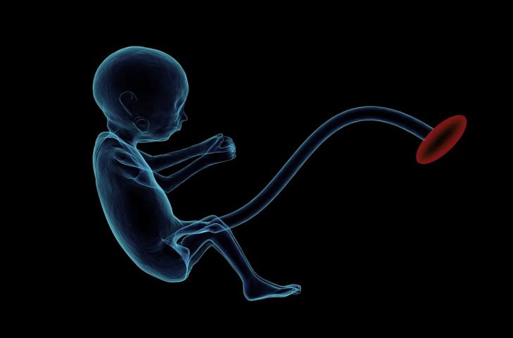 Из стволовых клеток впервые создали модель эмбриона человека