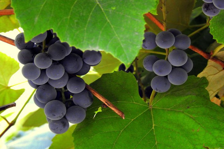 5 ошибок новичков при обрезке винограда. О чем забывают садоводы-любители