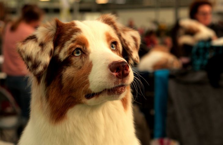 Вы удивитесь: 5 неожиданных вещей, которых боится собака