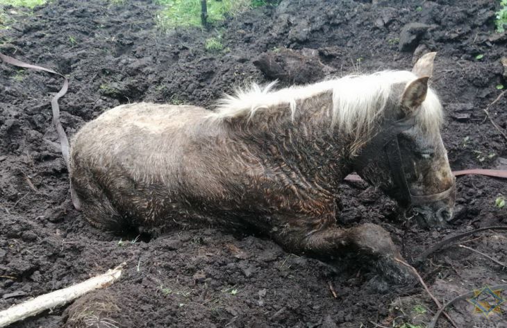 В Крупском районе сотрудники МЧС вытащили лошадь, увязшую в болоте