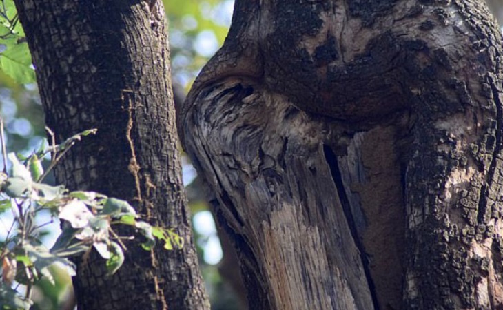Сможете найти «невидимую» сову? В Сети обсуждают новую оптическую иллюзию