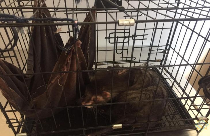 Минские спасатели достали из запертого авто чуть живого хорька