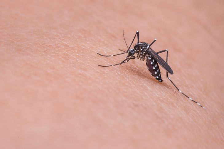 Комары: 7 причин, по которым насекомые кусают именно вас