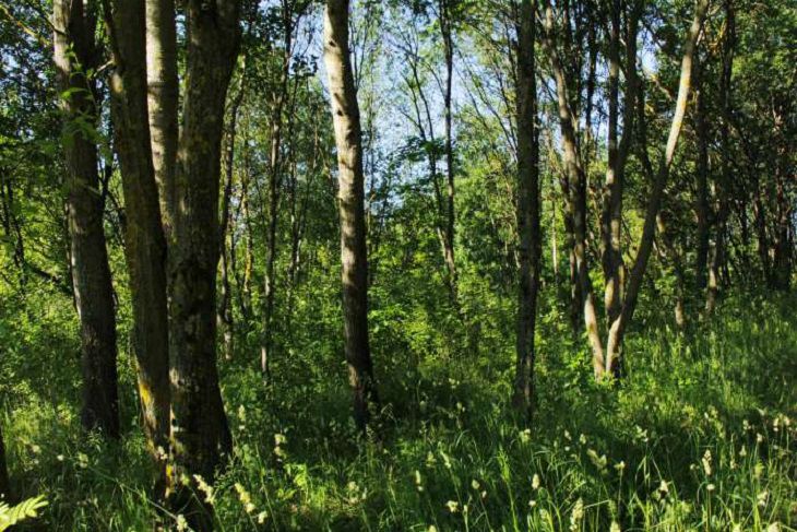 На территории Беларуси сняты ограничения на посещение лесов 