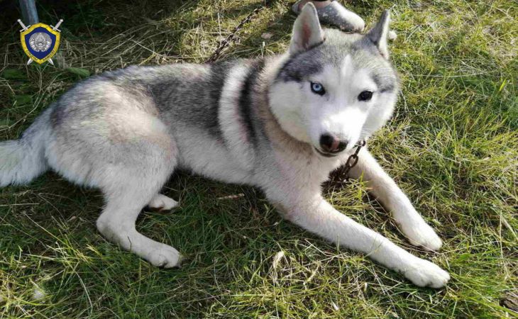 Вырвали из рук и погрузили в авто: под Пинском у девушки на улице похитили хаски