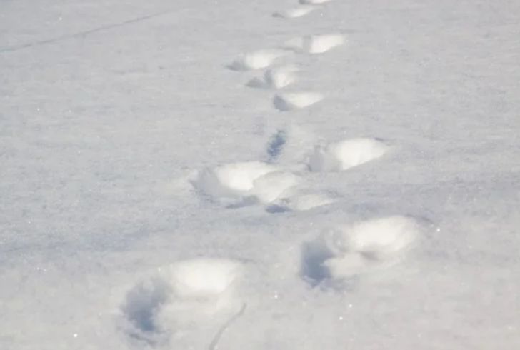 В Европе в начале лета внезапно выпало много снега