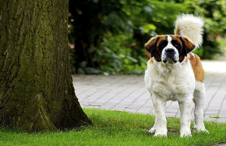 Ученые выяснили, почему представители крупных пород собак живут меньше