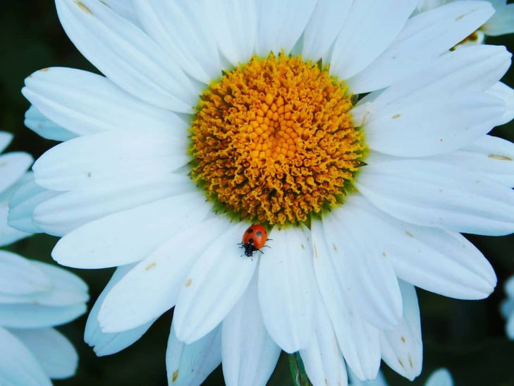 ТОП-7 фото Беларуси в Instagram на 21 июля 2020 года