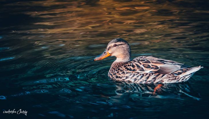 ТОП-7 фото Беларуси в Instagram на 23 июля 2020 года