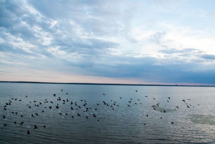 Строительству «Северного потока-2» помешала рыба