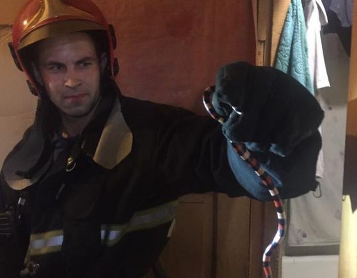 В Витебске в квартире хозяева обнаружили странную змею: пришлось вызывать МЧС