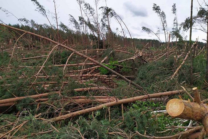 В Брестской области сильный ветер повредил более 550 гектаров леса