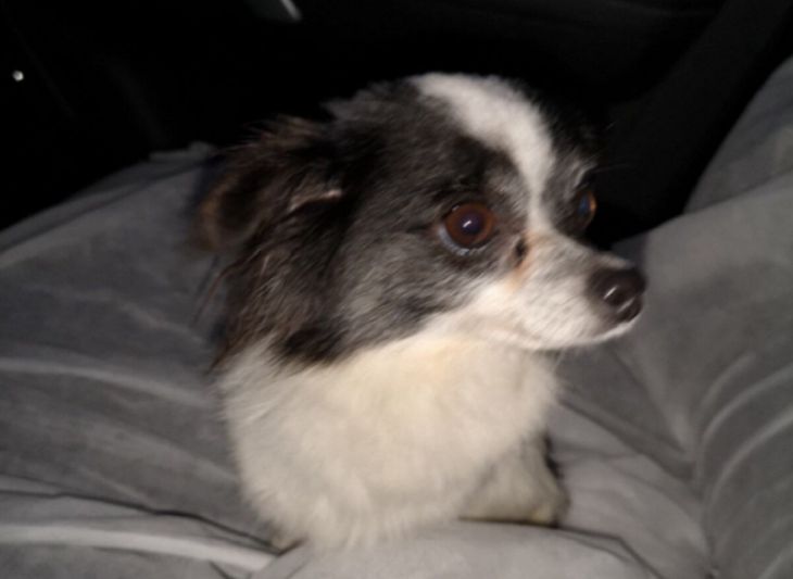 «Просто понравилась». В Сморгони 26-летняя девушка украла собаку прямо с чужого двора