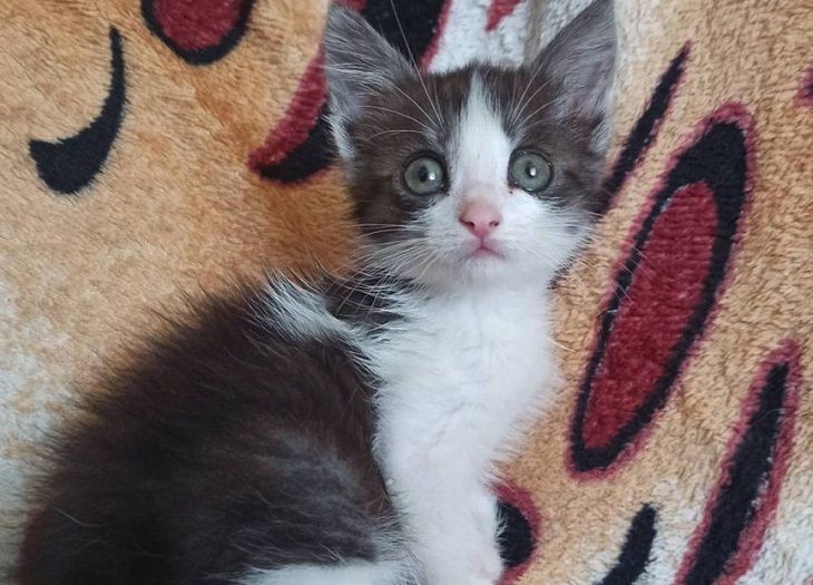 В Слониме собака помогла найти застрявшего в трубе котенка, а спасатели помогли ему выбраться