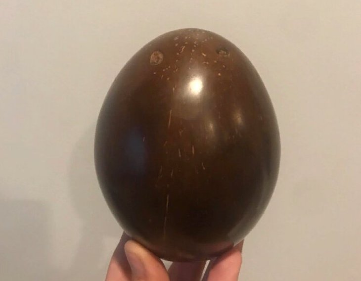 Такого вы еще не видели. Пользователь соцсети показал, что будет, если отполировать кокос