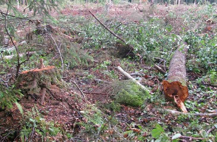 Под Лиозно при валке деревьев погиб лесорубв