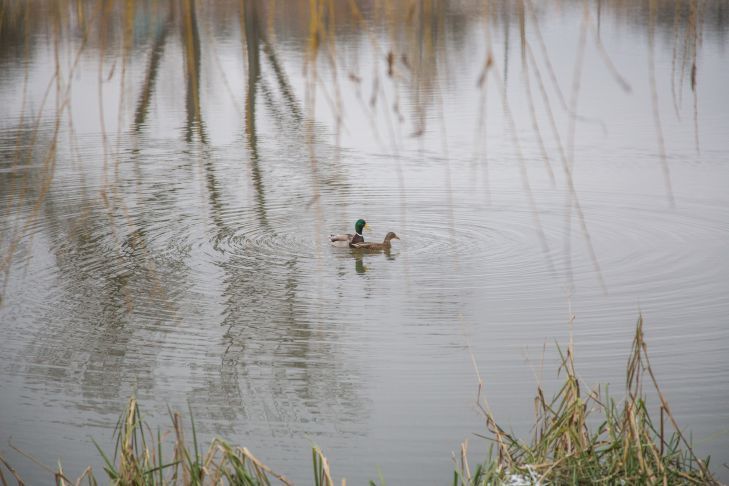 Из водоема в Гомеле вытянули труп парня